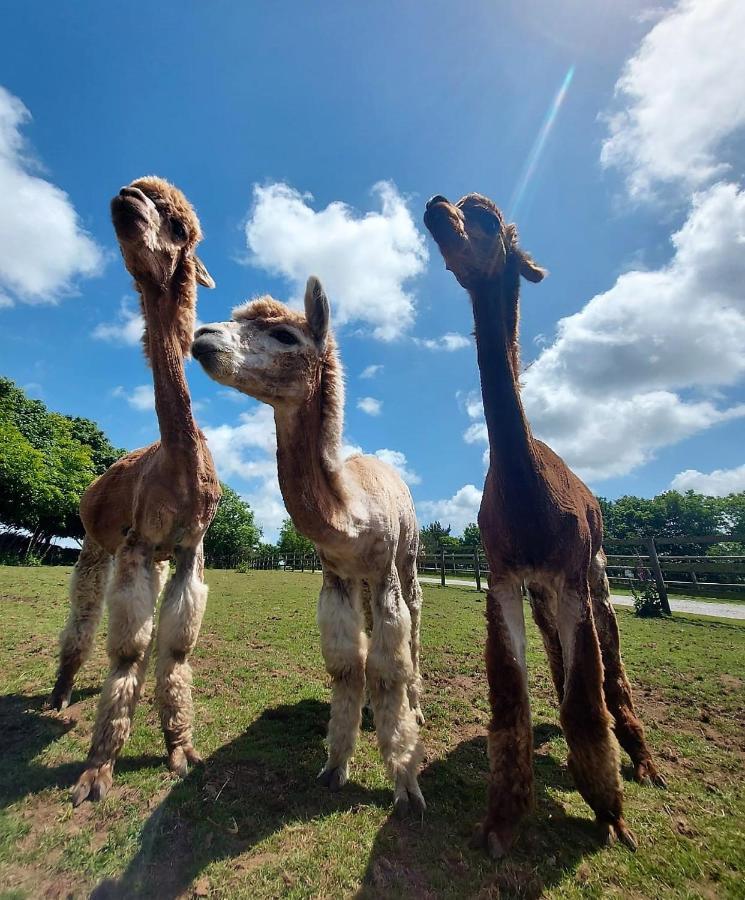Cosy Barn On Rural Smallholding With Alpacas, Goats & Pigs Stithians Екстер'єр фото